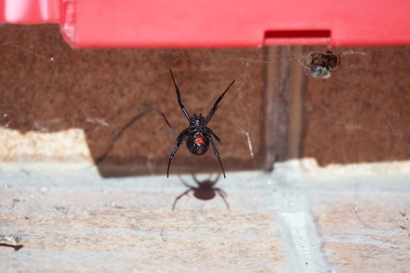 Poisonous Spidersin Michigan in your area