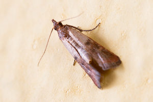 Pantry moths eat grain products right out of your pantry, which can get expensive surprisingly quickly!