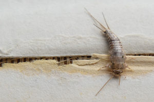 silverfish