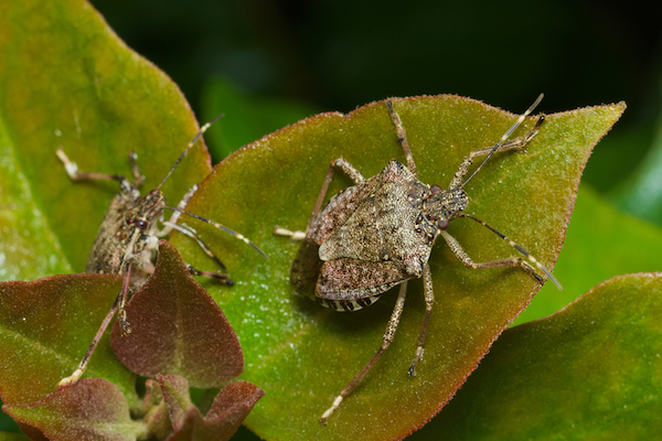 The Brown Marmorated Stink Bug