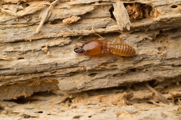termite on wood