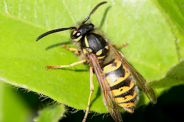 wasp