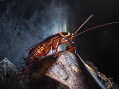 Cockroach Identification in your area