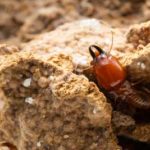 Termite identification in Kalamazoo - Griffin Pest Solutions