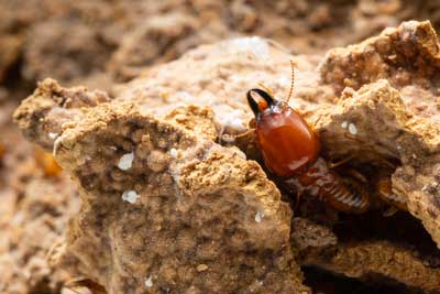 Termite identification in Kalamazoo - Griffin Pest Solutions