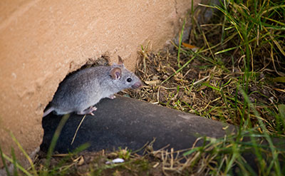 Rodent Exclusion Services by Griffin Pest Solutions in Kalamazoo