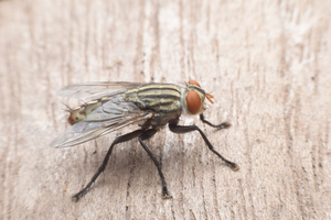 Cluster flies