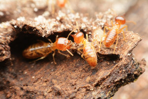 Termites can inflict major damage on wooden structures.