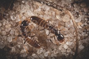 Termite pairs