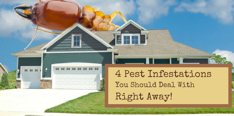 4 Pest Infestations You Should Deal With Right Away