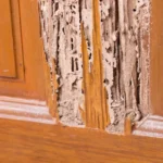 Kitchen cabinets with termite damage on the doors.