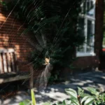 Garden spider on the outside of a home in the fall