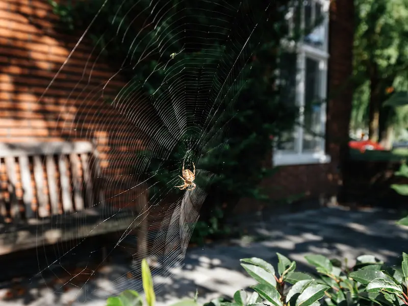 Garden spider on the outside of a home in the fall
