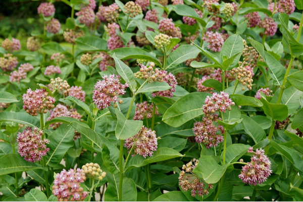 Asclepias syriaca, or American Milkweed, which is the primary food source for monarch butterflies