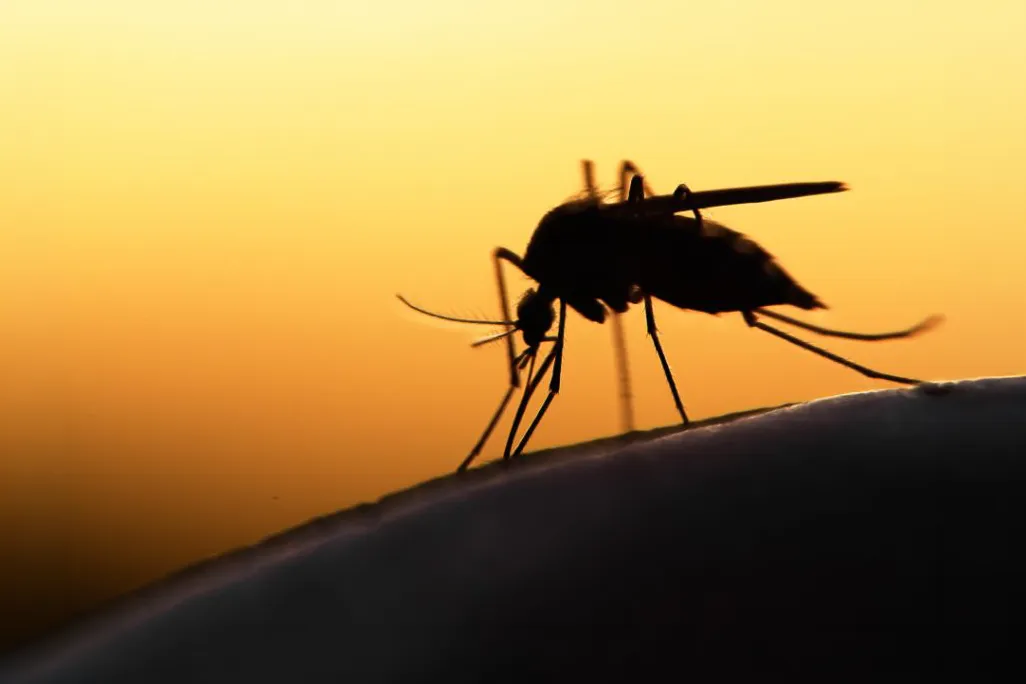Dark silhouette of a mosquito resting against a bright glowing orange light background.