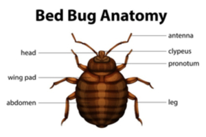 bed bug anatomy