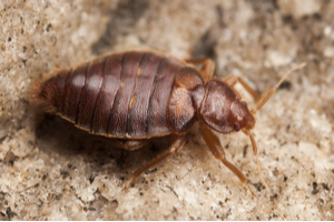 close up image of a bed bug