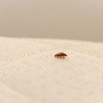 Bed bugs travel on fabric