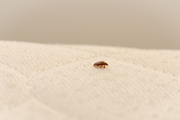 Bed bugs travel on fabric