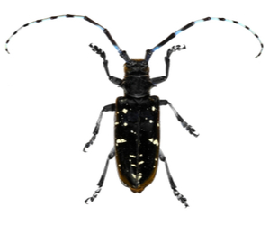 Close up of Asian long-horned beetle
