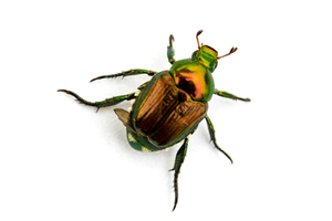 Close up of a shiny green Japanese beetle