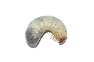 Stag beetle larvae
