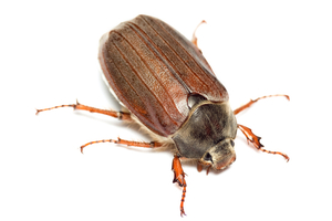 Close up of a brown June bug.