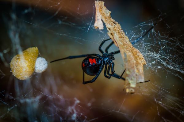 A black widow poisonous spider in Michigan - Griffin Pest Solutions