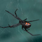Black widow on web