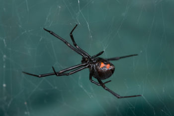Black widow on web