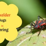 Boxelder bugs in spring