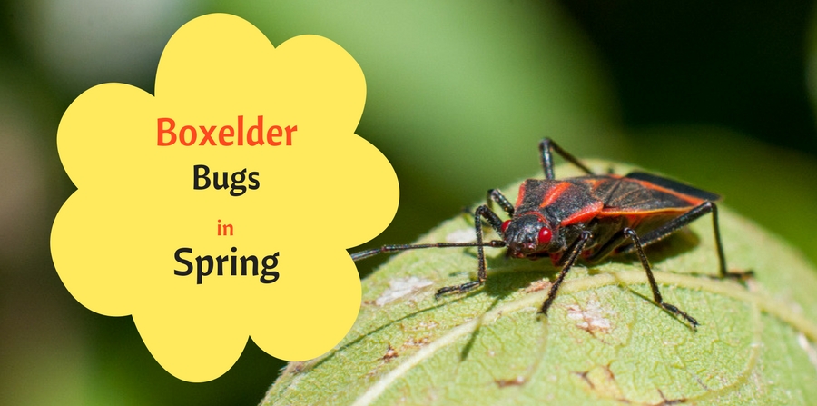 Boxelder bugs in spring