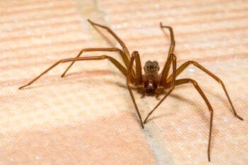 A brown recluse poisonous spider in Michigan - Griffin Pest Solutions
