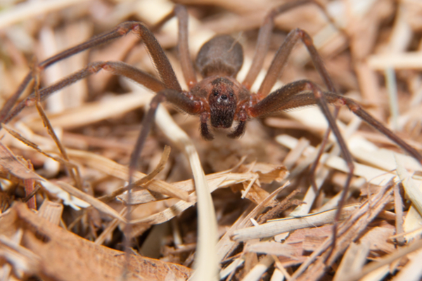 Venomous Brown Recluse Spider