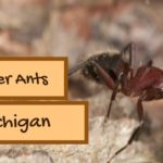 Carpenter Ants in Michigan