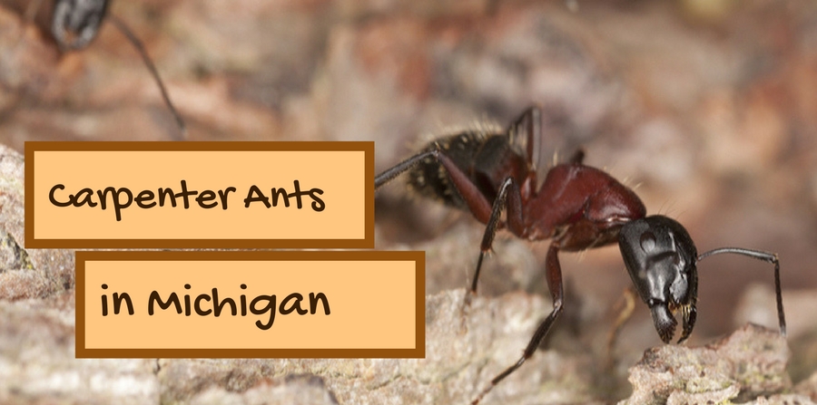 Carpenter Ants in Michigan
