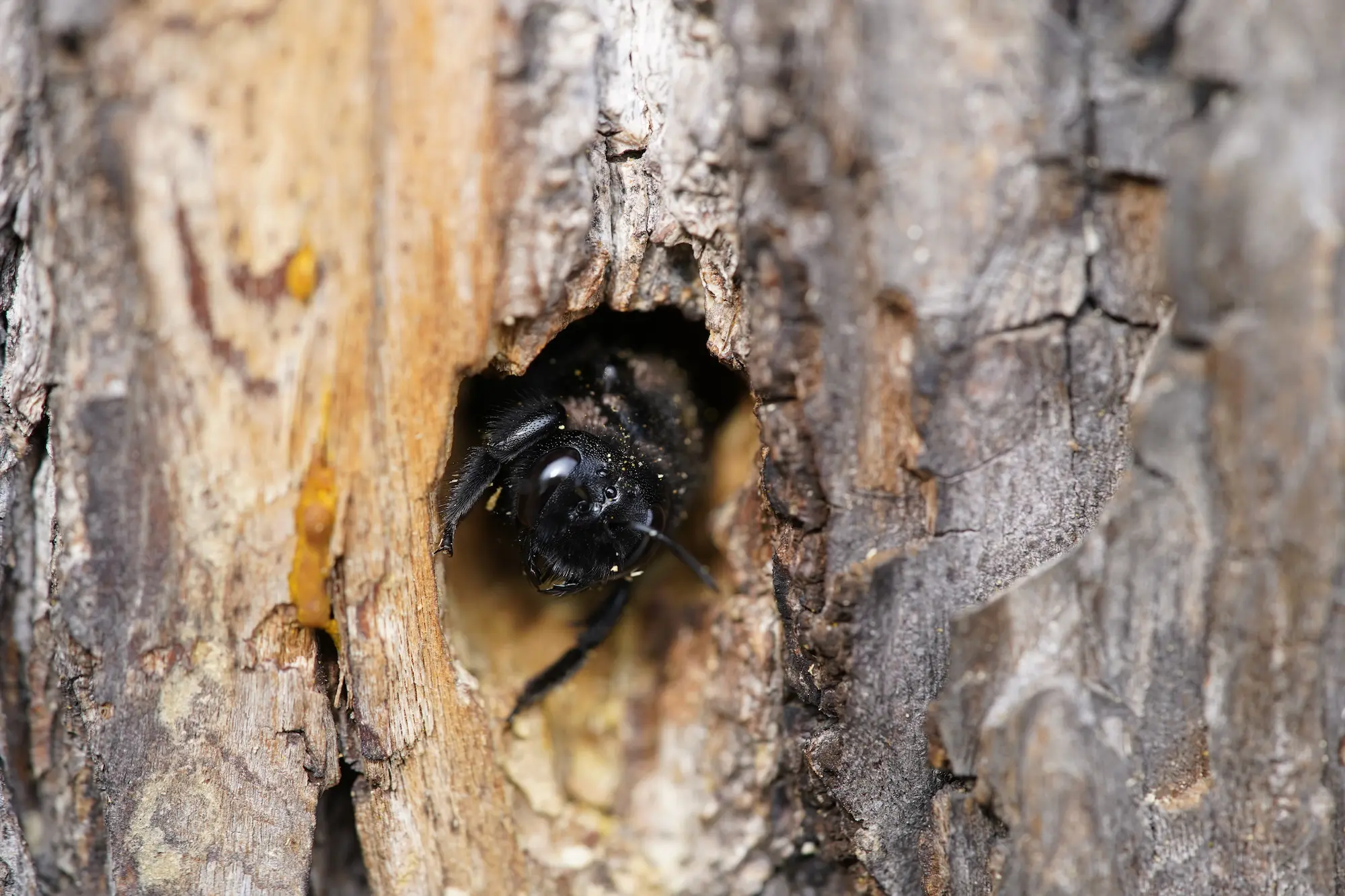 A carpenter bee in a tunnel it burrowed through a piece of wood.