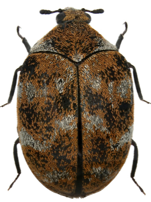 Close up of a black and orange carpet beetle.