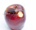 A cockroach on an apple with a bite out of it in Michigan.