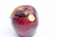 A cockroach on an apple with a bite out of it in Michigan.