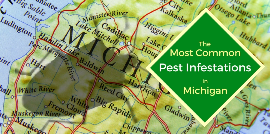 The Most Common Pest Infestations in Michigan