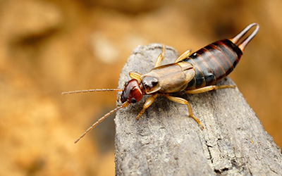 Earwig Prevention in your area