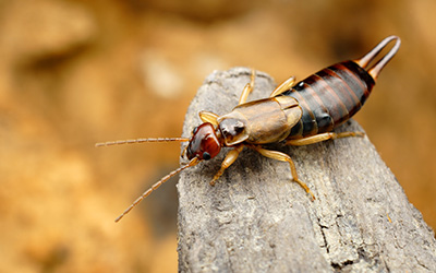 Earwig on log in Michigan | Griffin Pest Control