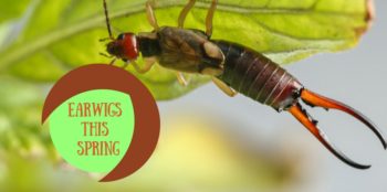 Earwigs this spring
