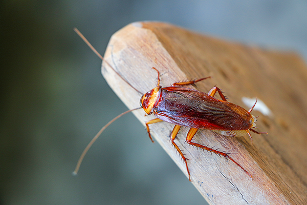 Five Scary Facts about Roaches in Kalamazoo MI | Griffin Pest Solutions