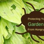 Protecting your garden from hungry pests