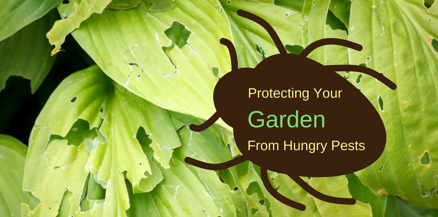 Protecting your garden from hungry pests