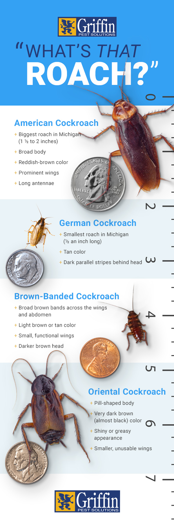 What's That Roach? [INFOGRAPHIC] | Griffin Pest Solutions