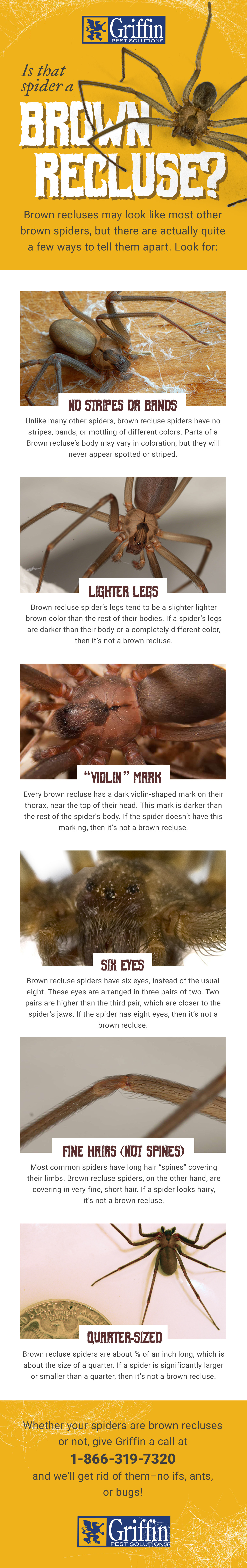 Is that spider a brown recluse? Infographic