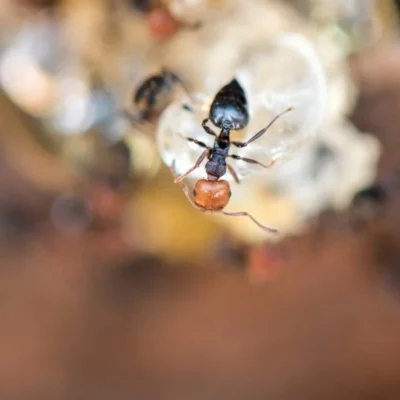 Small honey ant crawling on a rock - Keep pests away from your home with Griffin Pest Solutions in Michigan